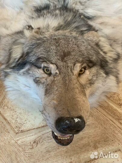 Элитная шкура волка- ковёр