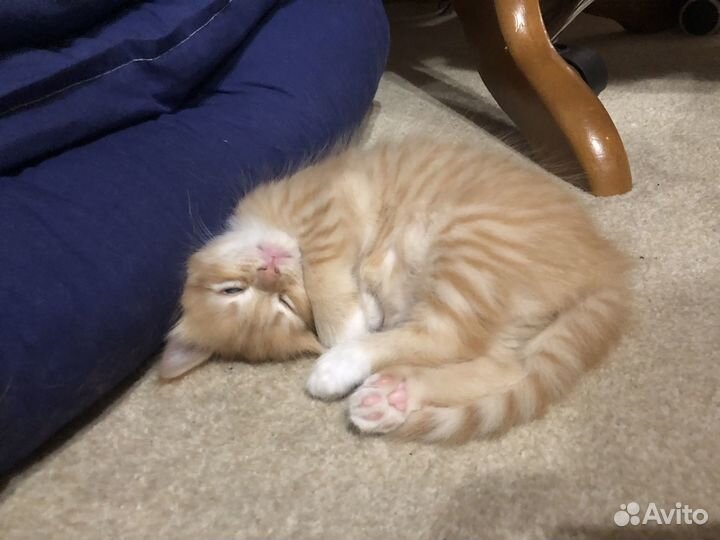 Домашние, рыжие котята