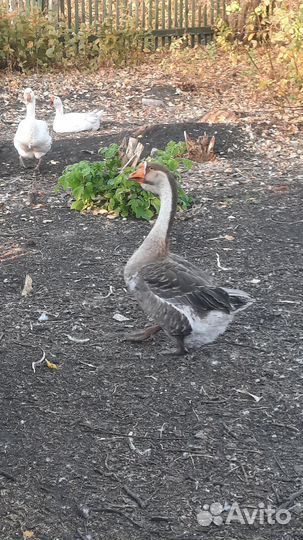 Холмогорские гуси