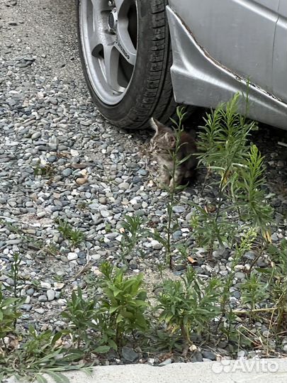 Котята в добрые руки бесплатно