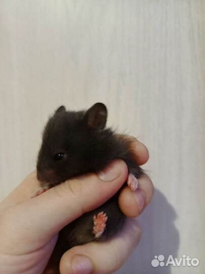 Сирийский(ангорский)хомяк