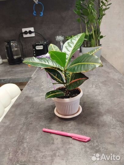 Кротон Петра