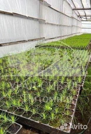 Голубая ель зкс сеянцы