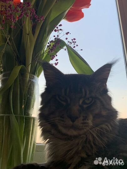 Кот мейн-кун вязка