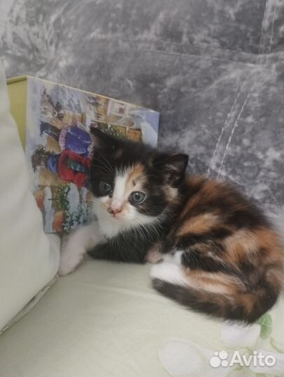 Котята в самые добрые руки