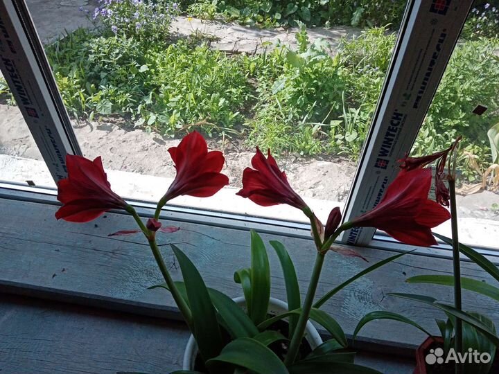 Гиппиаструм