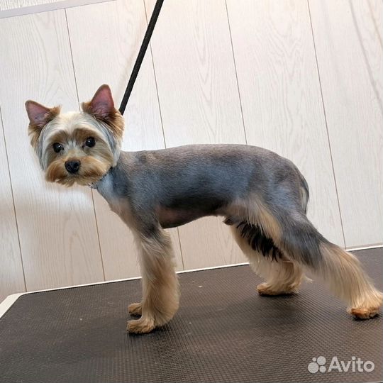 Груминг. Ммс. Без выезда