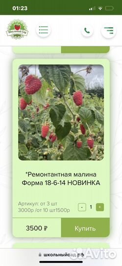 Ремонтантная малина