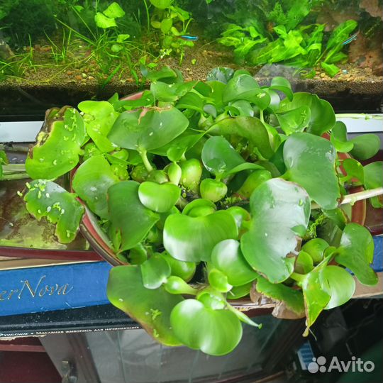 Мексиканский карликовый рак