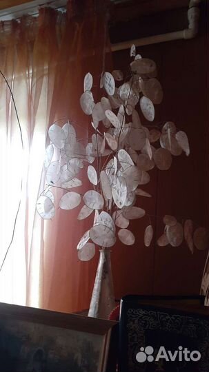 Сухоцветы и семена Лунарии