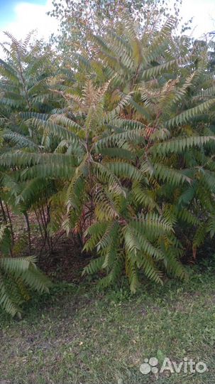 Кустарник Сумах Оленерогий (rhus typhina)