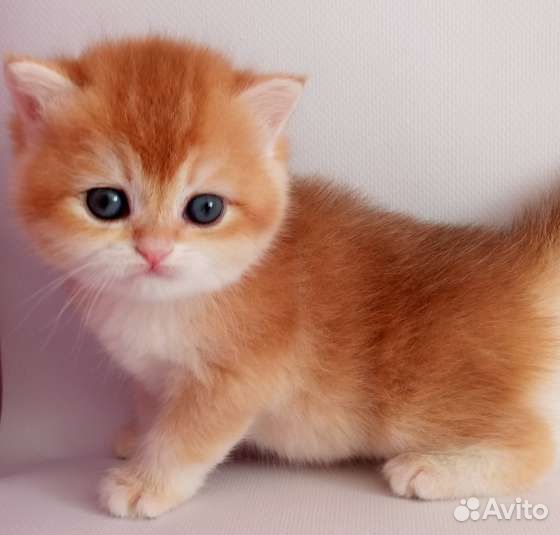 Британские котята золотая шиншилла