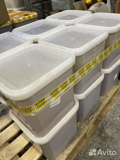 Оптом свежий липовый мед