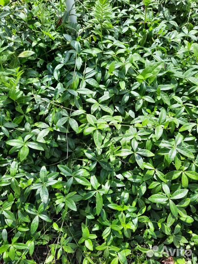 Дюшенея, вербейник монетчатый, колокольчики