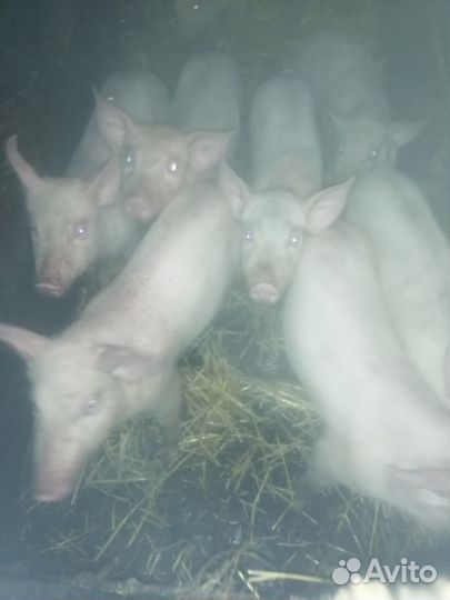 Поросята
