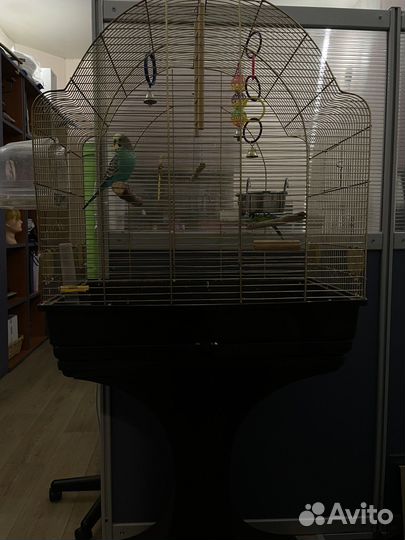 Попугайчики волнистые, 2 года мальчик и девочка