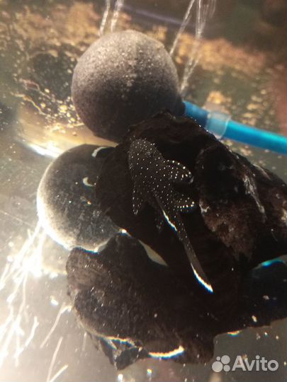 Номерные сомы, анциструсы