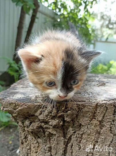Котята