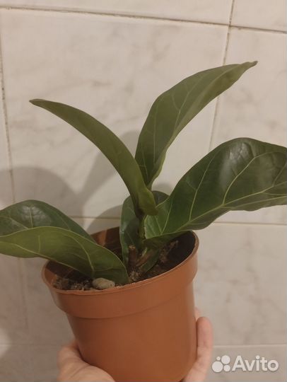 Фикус лирата бамбино