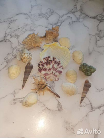 Ракушка натуральная большая и 12 маленьких морских