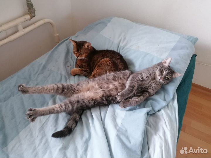 Кот ищет дом
