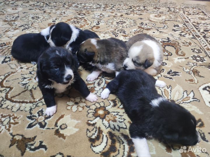 Щенки в добрые руки