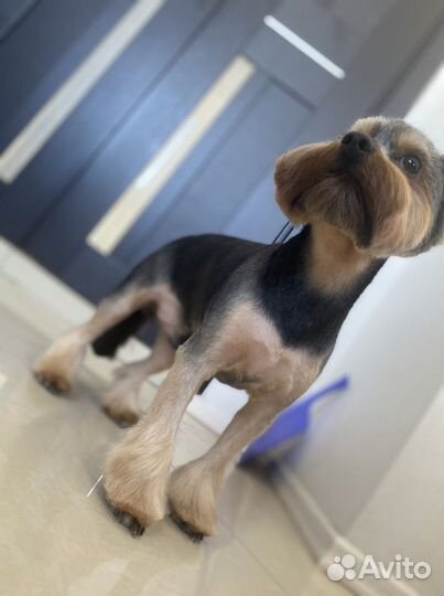 Услуги грумера