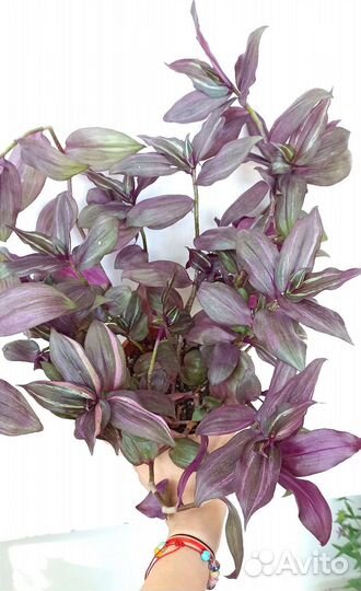 Комнатные цветы для озеленения большие кашпо