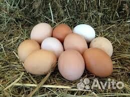 Яйцо куриное