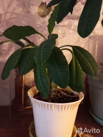 Комнатные цветы