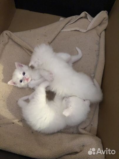 Котята турецкой ангоры
