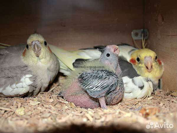 Кореллы выкормыши