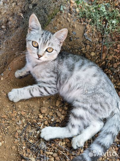 Котик