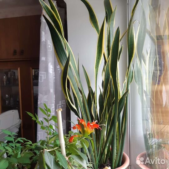 Сансевиерия