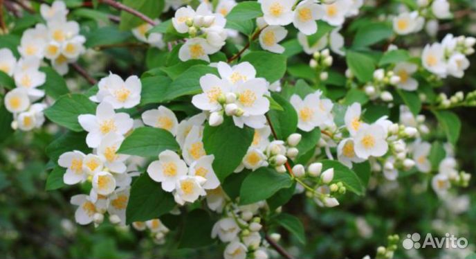 Жасмин садовый (чубушник)