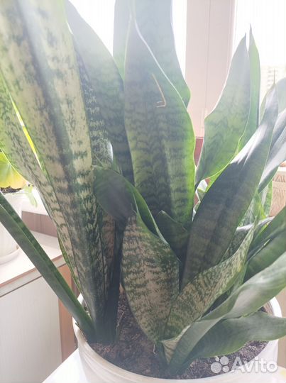 Сансевьерия