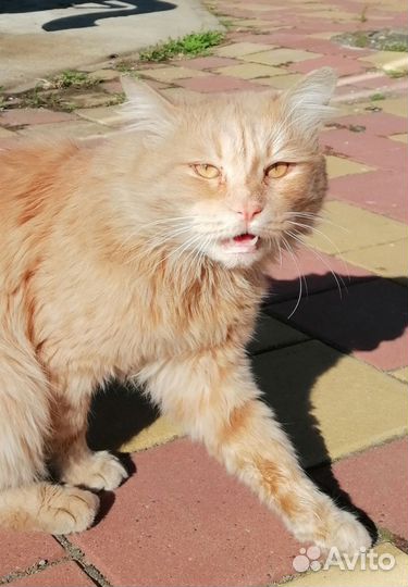 Рыжий кот