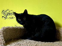 Черная кошка-подросток, 11 мес., стерилиз.,привита
