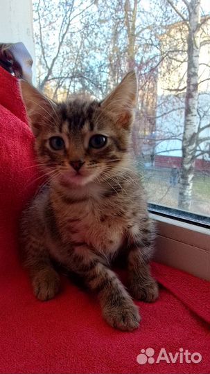 Кот