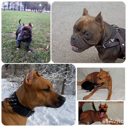 Щенки питбуля