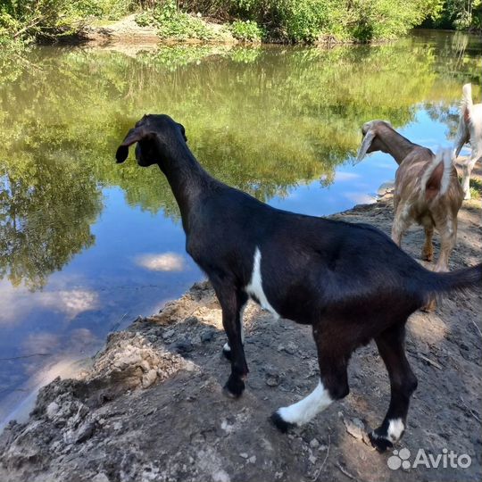 Козочка англо-нубийская 50% продажа