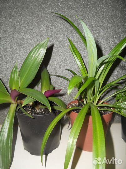 Комнатные цветы