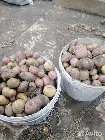 Картошка на корм скоту