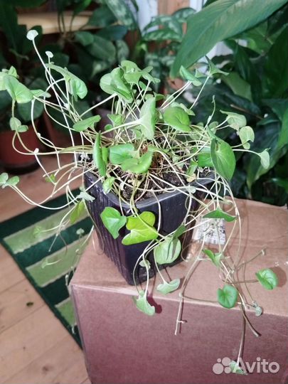 Рассада дихондры