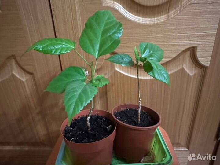 Гибискус китайская роза