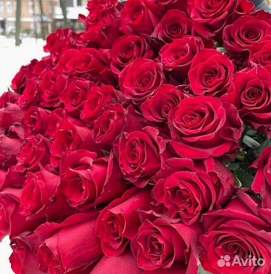 Высокие розы Гигантские розы 110