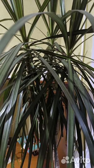 Пальма драцена