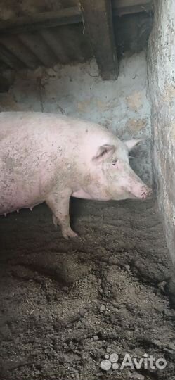 Свиноматка