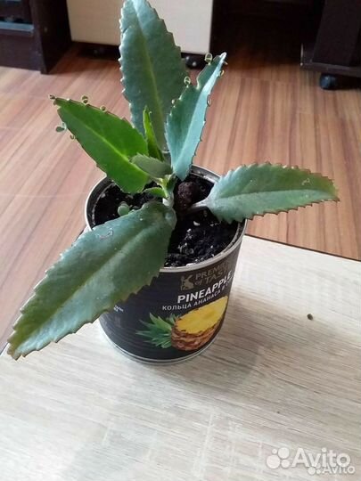 Каланхоэ лечебное