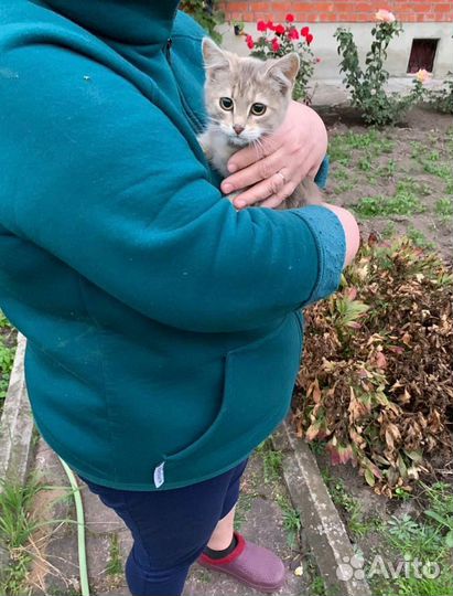 Кошка в дар